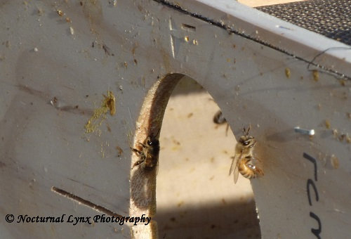 Straggler bees