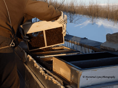 Pouring bees into their new hive