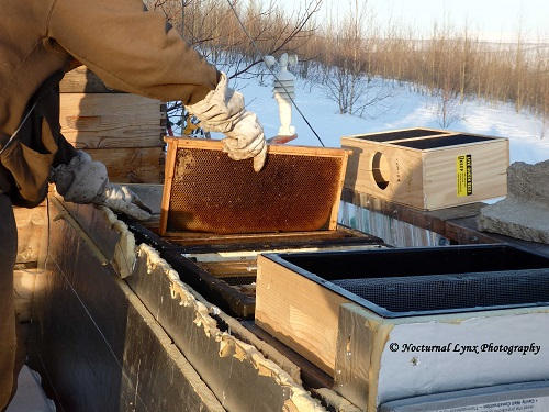 The beekeeper places a full honeycomb into the hive.