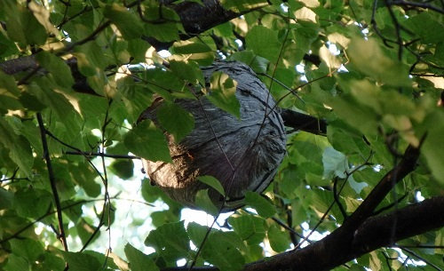 A huge wasp nest in a birch tree.