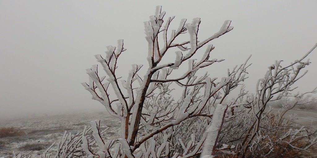 Wind, Ice, and Willows