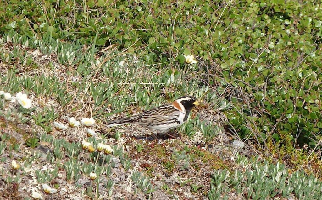 Alaskan wilderness photography Lapland Longspur